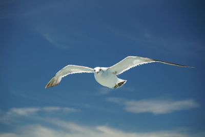 Low angle view of seagull flying