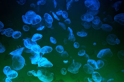 Jellyfish swimming underwater