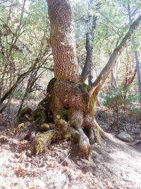 View of tree trunk in forest