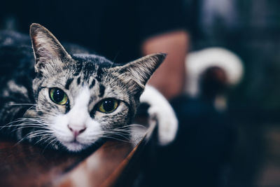 Close-up portrait of cat