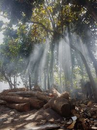 Sunlight streaming through trees in forest