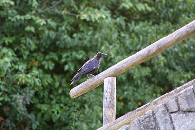 Bird perching on railing