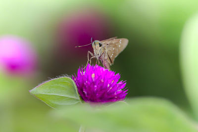 Close-up of insect pollinating on pink flower