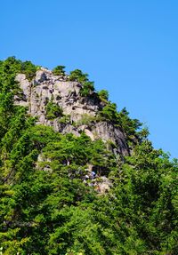 Low angle view of trees against clear blue sky