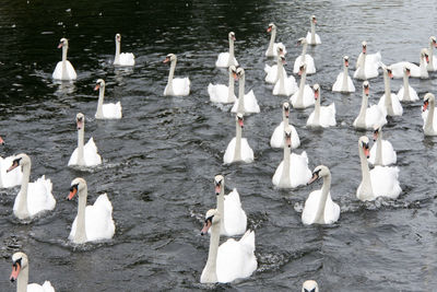 High angle view of seagulls in lake