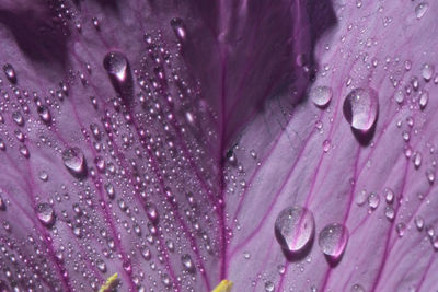 Close-up of wet purple flower