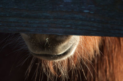 Close-up of horse in stable