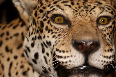 Close-up portrait of tiger