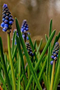 Close-up of flowers growing outdoors