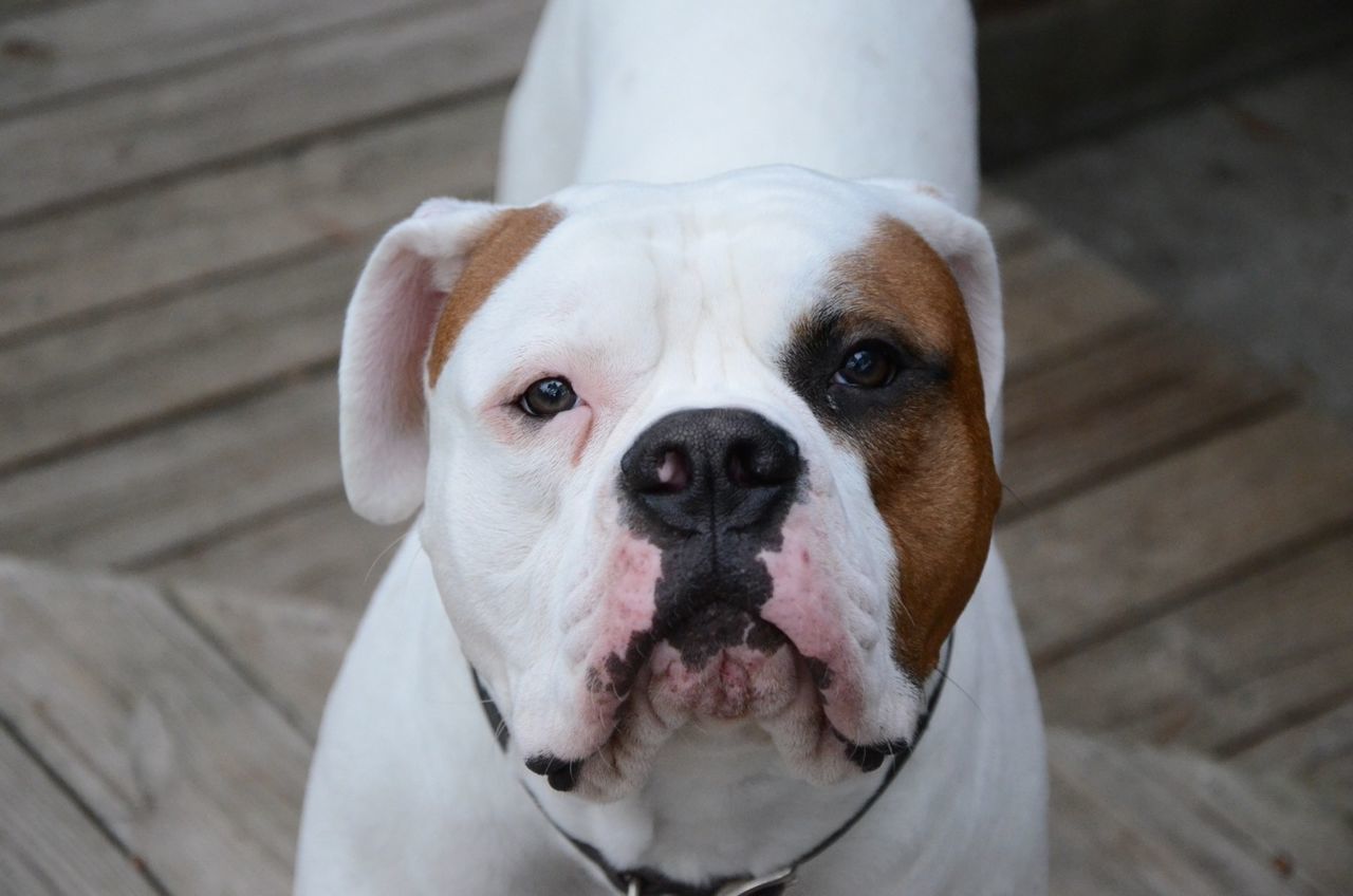 dog, pets, domestic animals, animal themes, indoors, one animal, portrait, looking at camera, close-up, animal head, mammal, white color, focus on foreground, home interior, no people, cute, animal body part, front view, snout, relaxation