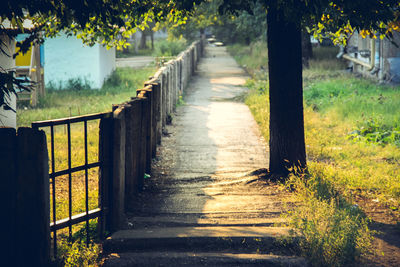 Walkway amidst trees