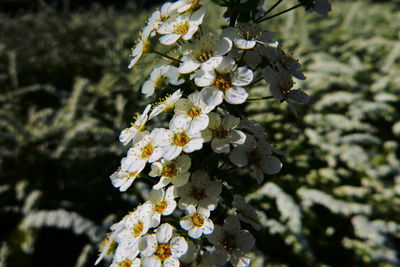 Close-up of white flowering plant