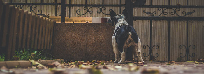 Dog standing outdoors