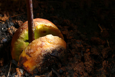 High angle view of mushroom growing on field