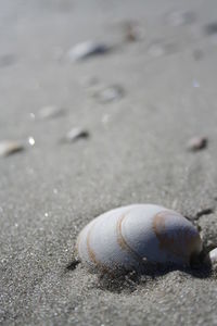 Close-up of snail on beach