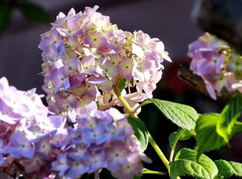 Close-up of purple hydrangea blooming outdoors