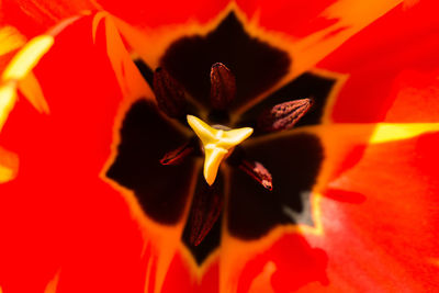 Close up of red flower