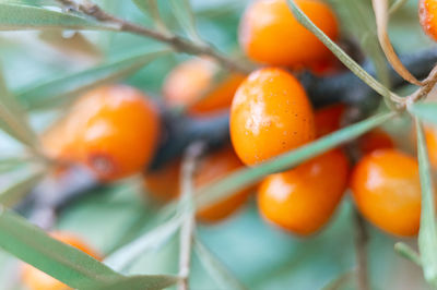 Close-up of orange fruits on tree