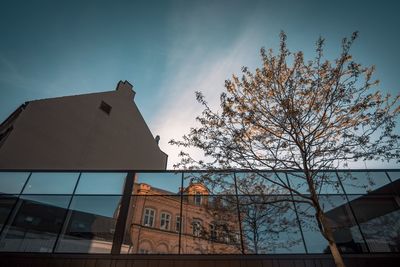 Low angle view of tree and building against sky