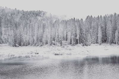 Scenic view of forest against sky during winter