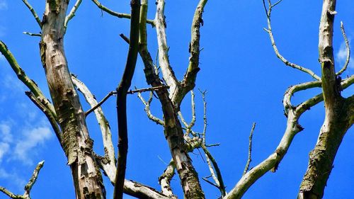 Low angle view of tree against blue sky