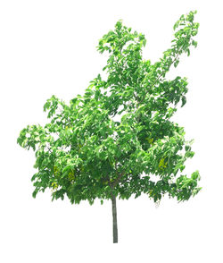 Close-up of tree branch against white background