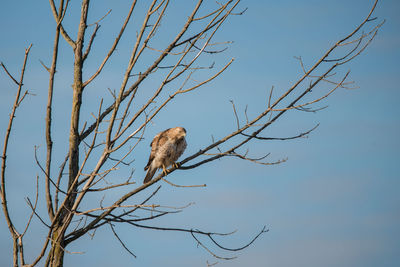 Low angle view of hawk perching on tree
