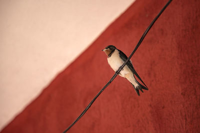 Close-up of bird perching on wall