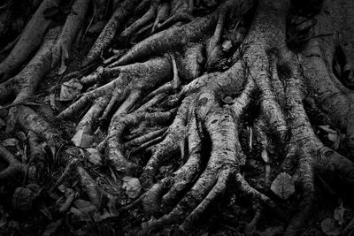 Full frame shot of tree trunk