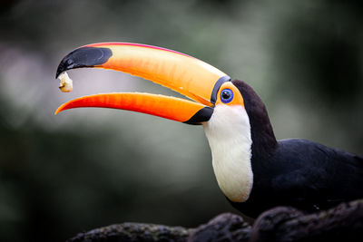 Close-up of bird perching on rock