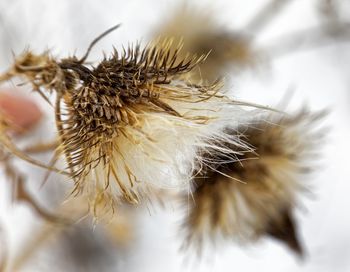 Close-up of dried plant