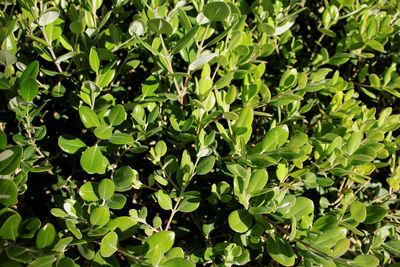 Full frame shot of plants