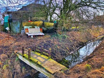 Trees in forest during autumn