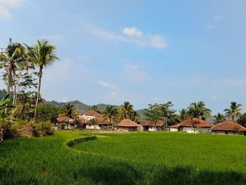 Paddy field with some houses village and clear blue sky as background