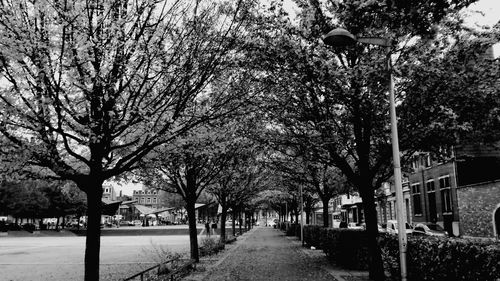 Bare trees and street light