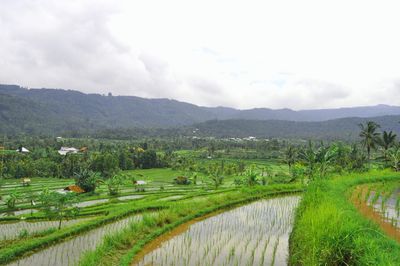 Scenic view of green landscape