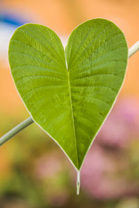 Close-up of green leaves