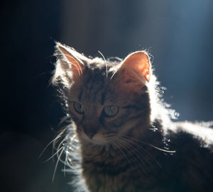 cat