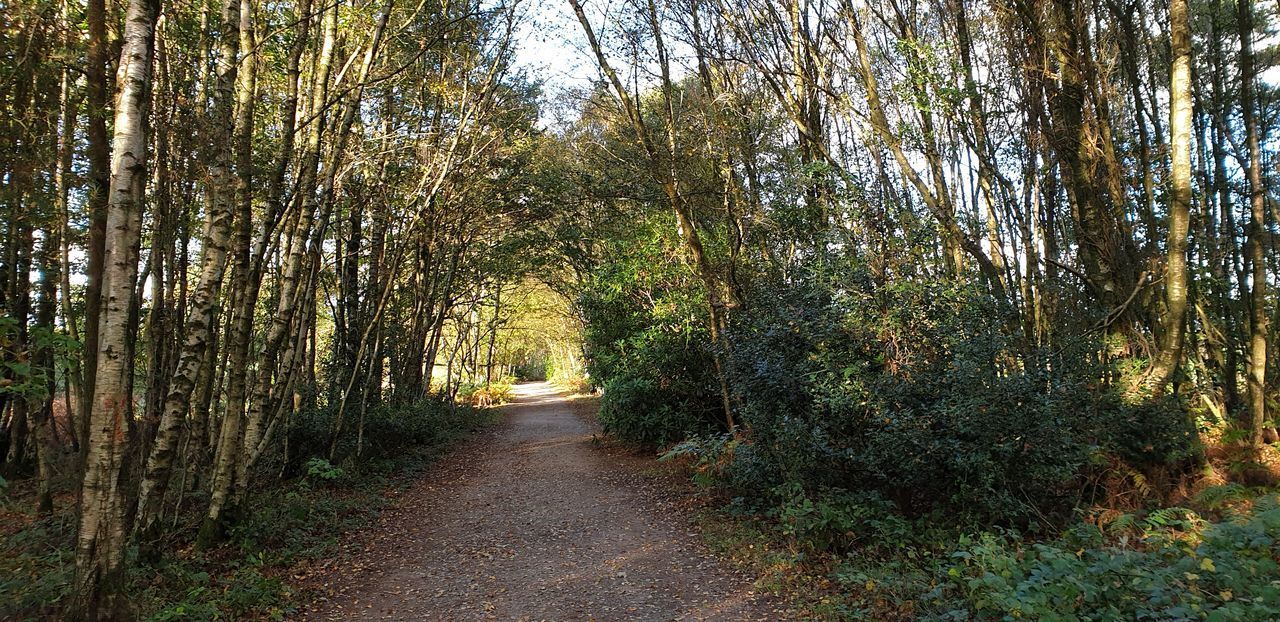 ROAD AMIDST TREES AND PLANTS IN FOREST