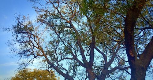 Low angle view of trees against clear blue sky