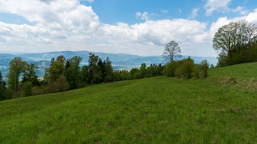 Trees on field against sky