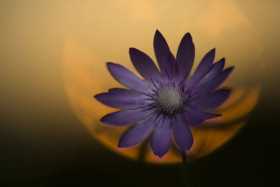 Close-up of lotus water lily