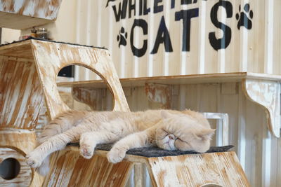 Cat sleeping on chair