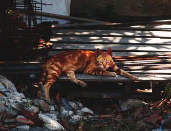 Portrait of cat relaxing outdoors