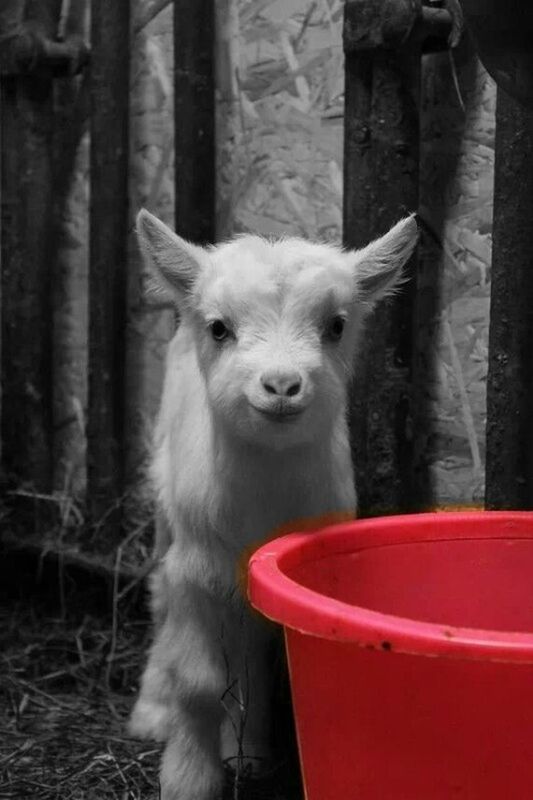 domestic animals, animal themes, mammal, one animal, pets, red, animal head, dog, close-up, looking at camera, focus on foreground, animal body part, portrait, day, part of, sitting, no people, livestock, front view, zoology