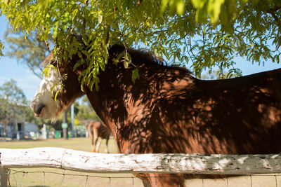 View of a horse against trees