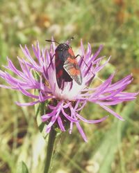 Close-up of insect on pink flower