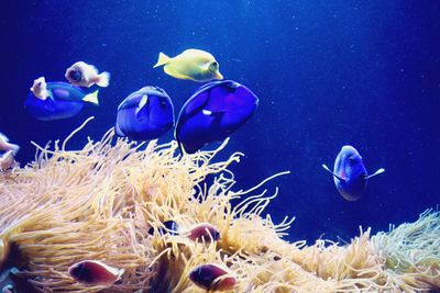 Fishes swimming in sea