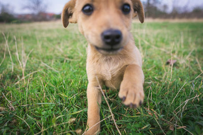 Close-up portrait of dog on field