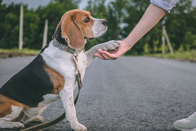 Dog looking away on road